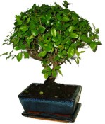 Pokojová bonsai - Sagerethia thea 826
