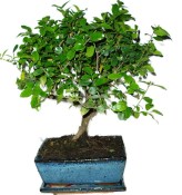 Pokojová bonsai - Sagerethia thea 833