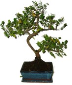 Pokojová bonsai - Sagerethia thea 867