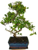 Pokojová bonsai - Sagerethia thea 868
