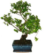 Pokojová bonsai - Sagerethia thea 869