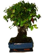 Pokojová bonsai - Sagerethia thea 872
