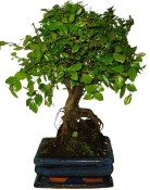 Pokojová bonsai - Sagerethia thea 875