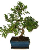 Pokojová bonsai - Sagerethia thea 874