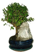 Pokojová bonsai - Sagerethia thea 896