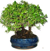 Pokojová bonsai - Sagerethia thea stromořadí 897