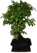 Pokojová bonsai - Sagerethia thea 913
