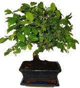 Pokojová bonsai - Sagerethia thea 918