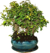 Pokojová bonsai - Sagerethia thea stromořadí 538