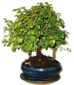 Pokojová bonsai - Sagerethia thea stromořadí 539