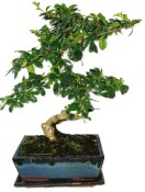 Pokojová bonsaj Carmona microphylla - čaj fuki 103