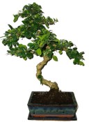 Pokojová bonsaj Carmona microphylla - čaj fuki 104