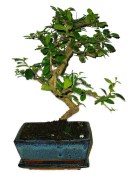 Pokojová bonsaj Carmona microphylla - čaj fuki 115