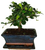 Pokojová bonsaj Carmona microphylla - čaj fuki 118
