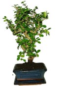 Pokojová bonsaj Carmona microphylla - čaj fuki 119