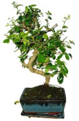 Pokojová bonsaj Carmona microphylla - čaj fuki 120