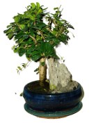 Pokojová bonsaj Carmona microphylla - čaj fuki 121