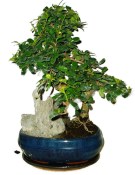 Pokojová bonsaj Carmona microphylla - čaj fuki 130