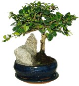 Pokojová bonsaj Carmona microphylla - čaj fuki 175