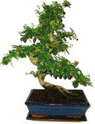 Pokojová bonsaj Carmona microphylla - čaj fuki 189