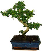 Pokojová bonsaj Carmona microphylla - čaj fuki 196