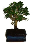 Pokojová bonsaj Carmona microphylla - čaj fuki 298