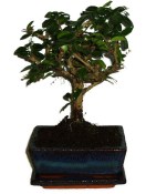 Pokojová bonsaj Carmona microphylla - čaj fuki 302