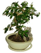 Pokojová bonsaj Carmona microphylla - čaj fuki 321 - prochází obměnou listů (1/2)