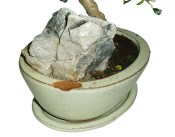 Pokojová bonsaj Carmona microphylla - čaj fuki 321 - prochází obměnou listů (2/2)