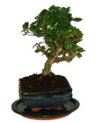 Pokojová bonsaj Carmona microphylla - čaj fuki 334