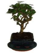 Pokojová bonsaj Carmona microphylla - čaj fuki 336