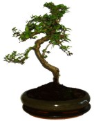 Pokojová bonsaj Carmona microphylla - čaj fuki 355