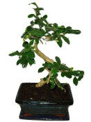 Pokojová bonsaj Carmona microphylla - čaj fuki 372