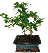 Pokojová bonsaj Carmona microphylla - čaj fuki 374