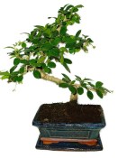 Pokojová bonsaj Carmona microphylla - čaj fuki 375