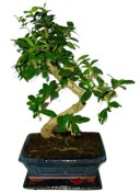 Pokojová bonsaj Carmona microphylla - čaj fuki 377