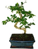 Pokojová bonsaj Carmona microphylla - čaj fuki 380