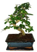 Pokojová bonsaj Carmona microphylla - čaj fuki 384