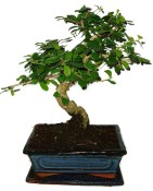 Pokojová bonsaj Carmona microphylla - čaj fuki 385