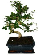 Pokojová bonsaj Carmona microphylla - čaj fuki 420