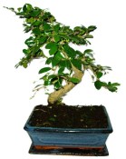 Pokojová bonsaj Carmona microphylla - čaj fuki 422