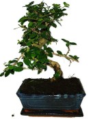 Pokojová bonsaj Carmona microphylla - čaj fuki 423