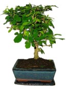 Pokojová bonsaj Carmona microphylla - čaj fuki 434