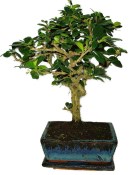 Pokojová bonsaj Carmona microphylla - čaj fuki 435