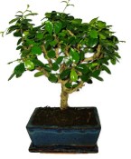 Pokojová bonsaj Carmona microphylla - čaj fuki 441