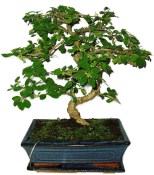 Pokojová bonsaj Carmona microphylla - čaj fuki 486