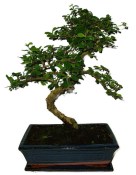 Pokojová bonsaj Carmona microphylla - čaj fuki 488