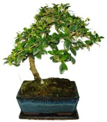 Pokojová bonsaj Carmona microphylla - čaj fuki 501