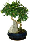 Pokojová bonsaj Carmona microphylla - čaj fuki 519