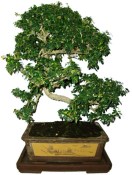 Pokojová bonsaj Carmona microphylla - čaj fuki 551